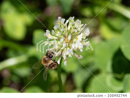 生物多樣性影像(攝於日本東京)(三葉草花與蜜蜂) 生物多樣性影像(攝於日本東京)(三葉草花與蜜蜂) 108492744