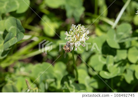 生物多樣性影像(攝於日本東京)(三葉草花與蜜蜂) 生物多樣性影像(攝於日本東京)(三葉草花與蜜蜂) 108492745