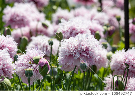 Papaver somniferum Papaveraceae Purple Yae Cultivation prohibited under the Opium Law Papaver somniferum Papaveraceae Purple Yae Cultivation prohibited under the Opium Law 108492747