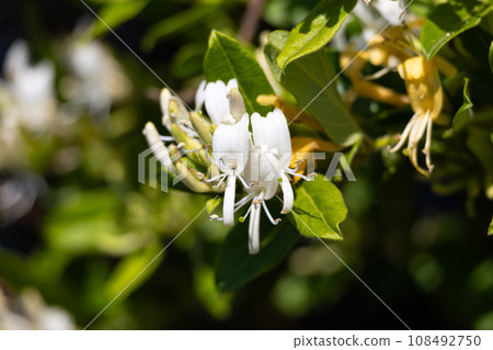 Honeysuckle Lonicera japonica Herbal medicine name: Nindo (Ninto), Kinginka (Kinginka) 108492750