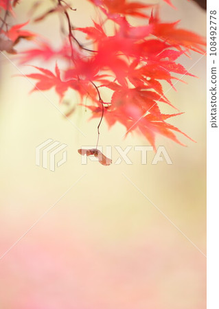 Autumn Hiraoka Arboriculture Center Autumn leaves 108492778