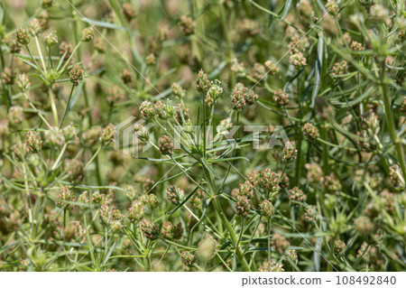 車前草別名:Edauchio psyllium,特定保健用途食品 車前草別名:Edauchio psyllium,特定保健用途食品 108492840