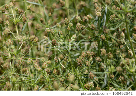 車前子車前草（Plantago psyllium） 別名：Edauchio 車前草、特定保健用途食品 108492841