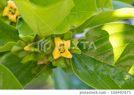 柿花（學名：Diospyros kaki，藥材名：柿子）列入日本藥典非日本藥典藥材標準 108492973