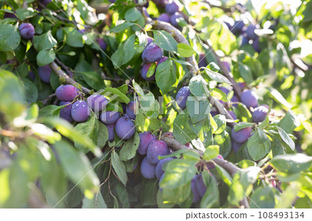 Harvest of plums on tree branches in garden Harvest of plums on tree branches in garden 108493134