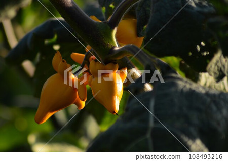 yellow horned eggplant 108493216