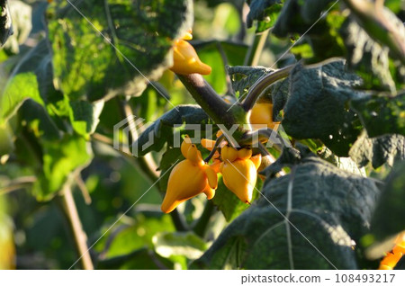 yellow horned eggplant yellow horned eggplant 108493217