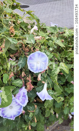 紫色牽牛花花 108493734