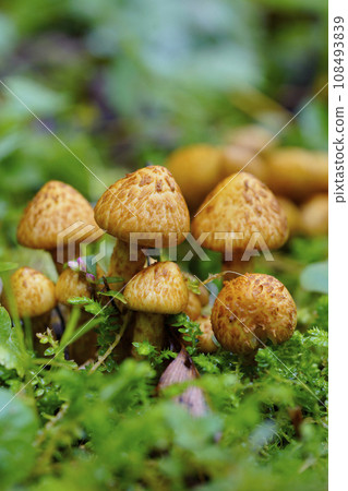 秋天的山腳燈火闌珊處，腳下是不是長出了蘑菇「土杉茸」？成塊地出來了...3 108493839