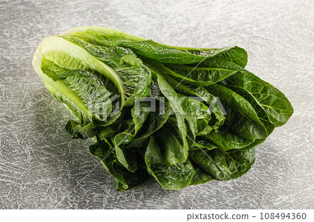 Green fresh juicy Romano salad 108494360