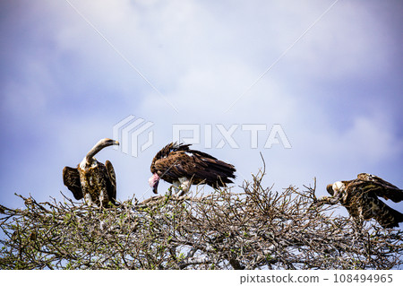Vulture Bird Wildlife animals savannah grassland wilderness hill shrubs great rift valley maasai mara national game reserve narok county kenya east africa 108494965