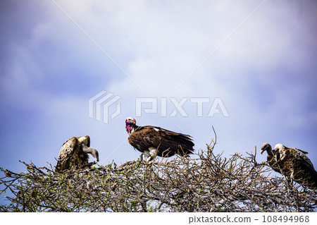 Vulture Bird Wildlife animals savannah grassland wilderness hill shrubs great rift valley maasai mara national game reserve narok county kenya east africa 108494968