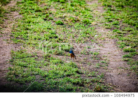 Vulture Bird Wildlife animals savannah grassland wilderness hill shrubs great rift valley maasai mara national game reserve narok county kenya east africa 108494975