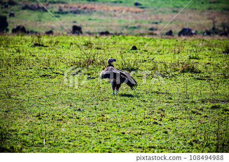 Vulture Bird Wildlife animals savannah grassland wilderness hill shrubs great rift valley maasai mara national game reserve narok county kenya east africa 108494988