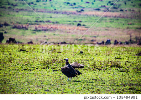 Vulture Bird Wildlife animals savannah grassland wilderness hill shrubs great rift valley maasai mara national game reserve narok county kenya east africa 108494991