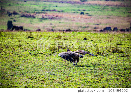 Vulture Bird Wildlife animals savannah grassland wilderness hill shrubs great rift valley maasai mara national game reserve narok county kenya east africa 108494992