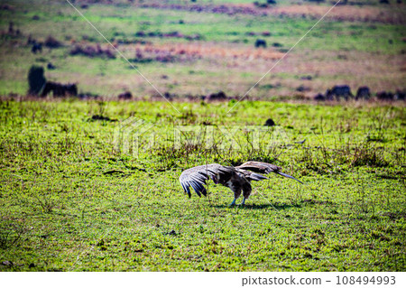 Vulture Bird Wildlife animals savannah grassland wilderness hill shrubs great rift valley maasai mara national game reserve narok county kenya east africa 108494993