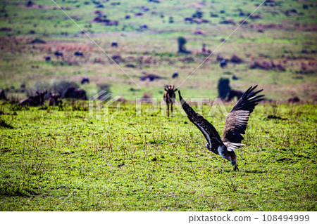 Vulture Bird Wildlife animals savannah grassland wilderness hill shrubs great rift valley maasai mara national game reserve narok county kenya east africa 108494999