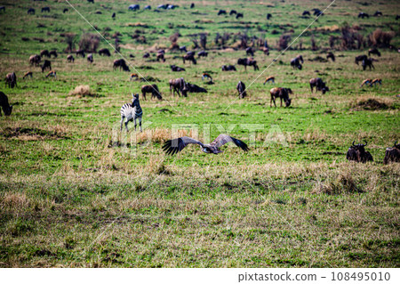 Vulture Bird Wildlife animals savannah grassland wilderness hill shrubs great rift valley maasai mara national game reserve narok county kenya east africa 108495010