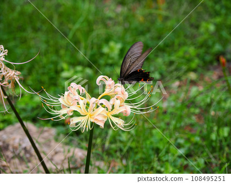 White spider lily and crow swallowtail 108495251