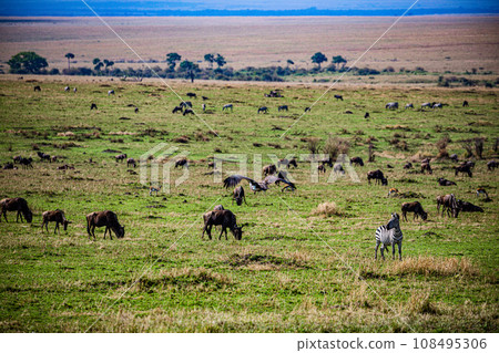 Wildebeest Wildlife animals savannah grassland wilderness hill shrubs great rift valley maasai mara national game reserve narok county kenya east africa 108495306