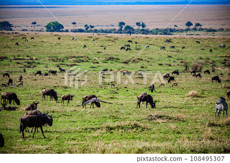 Wildebeest Wildlife animals savannah grassland wilderness hill shrubs great rift valley maasai mara national game reserve narok county kenya east africa 108495307