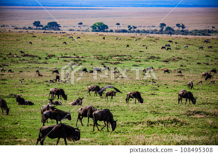 Wildebeest Wildlife animals savannah grassland wilderness hill shrubs great rift valley maasai mara national game reserve narok county kenya east africa 108495308