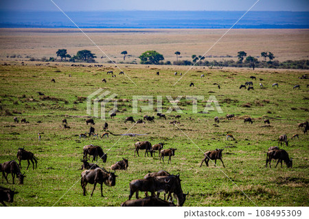Wildebeest Wildlife animals savannah grassland wilderness hill shrubs great rift valley maasai mara national game reserve narok county kenya east africa Wildebeest Wildlife animals savannah grassland wilderness hill shrubs great rift valley maasai mara national game reserve narok county kenya east africa 108495309