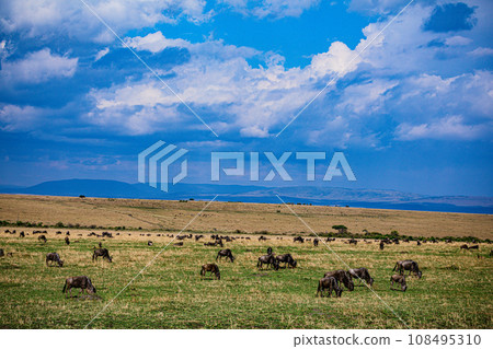 Wildebeest Wildlife animals savannah grassland wilderness hill shrubs great rift valley maasai mara national game reserve narok county kenya east africa 108495310