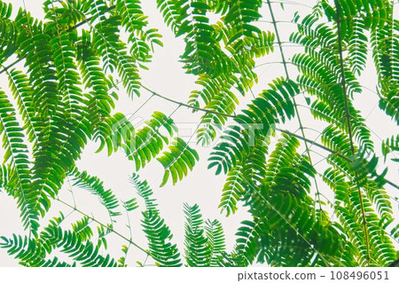 這張照片是我在出雲的海濱長廊散步時拍的。 108496051