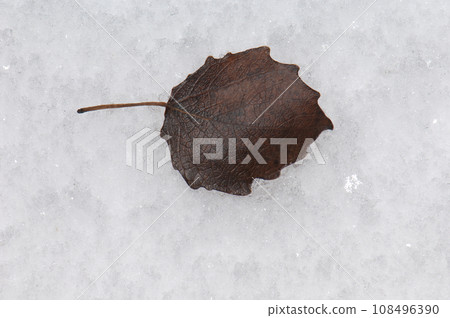 Leaf fallen on the frost. Leaf fallen on the frost. 108496390