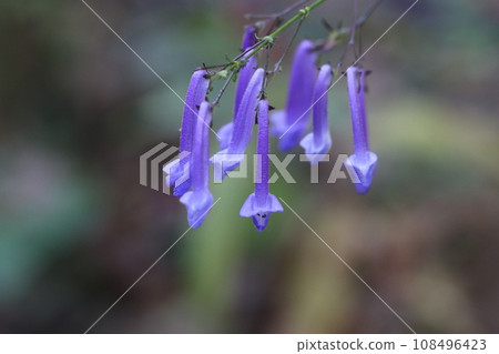 Blue-purple lip-shaped flowers of Sekiyanoaki clove 108496423