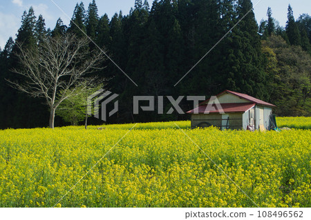 昭和村油菜花田 昭和村油菜花田 108496562