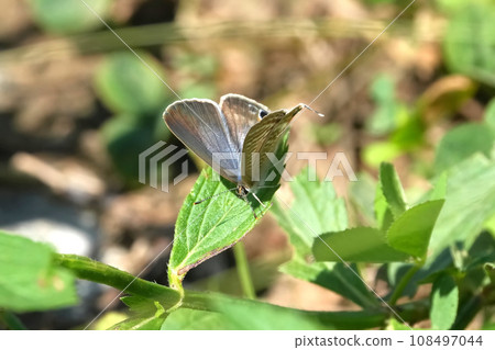 Uranami corbicula standing on a flower 108497044