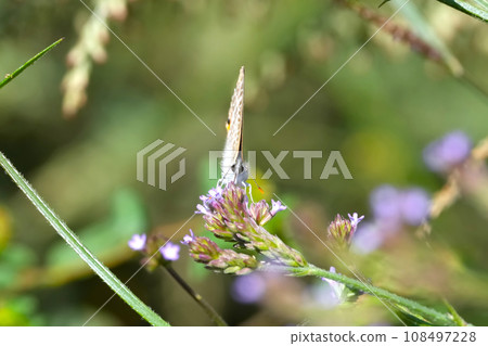 Uranami corbicula standing on a flower 108497228