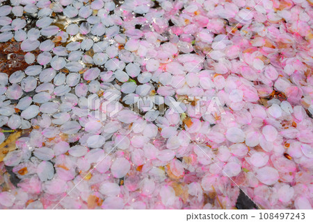 Petals floating on the waterside [Nagano Prefecture] 108497243
