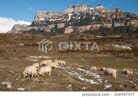 Sheep grazing and rocky cliff. Sheep grazing and rocky cliff. 108497477