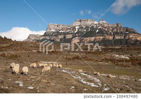 Sheep grazing and rocky cliff. Sheep grazing and rocky cliff. 108497480