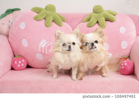 Chihuahuas Luana and Lana on a pink strawberry sofa Chihuahuas Luana and Lana on a pink strawberry sofa 108497491