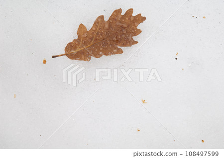 Fallen leaf of common oak. Fallen leaf of common oak. 108497599