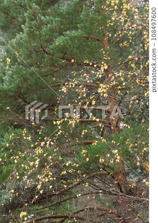 Pine and black poplar. Pine and black poplar. 108497600