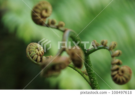 Buds of ferns 108497618
