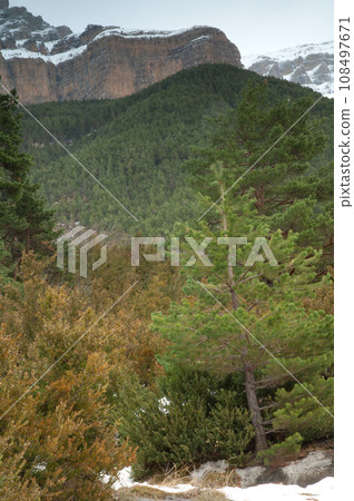 Forest and cliff of Mondarruego. 108497671