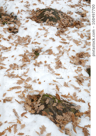 Fallen leaves of common oak on the snow. 108497700