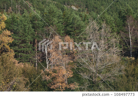 Mixed forest. Mixed forest. 108497773