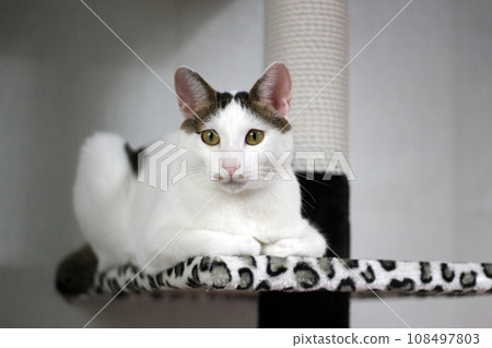 Cute Japanese Bobtail cat playing on a leopard print cat tower Cute Japanese Bobtail cat playing on a leopard print cat tower 108497803