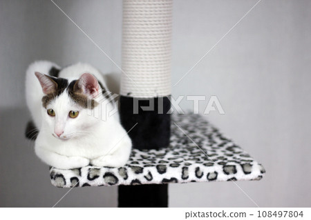 Cute Japanese Bobtail cat playing on a leopard print cat tower Cute Japanese Bobtail cat playing on a leopard print cat tower 108497804