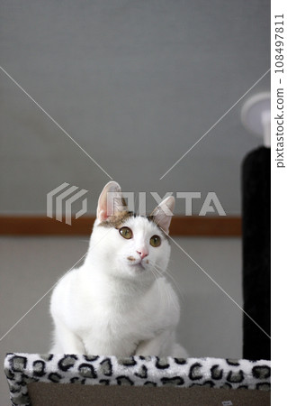 Cute Japanese Bobtail cat playing on a leopard print cat tower 108497811