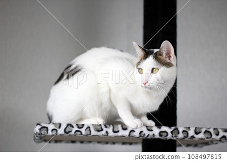 Cute Japanese Bobtail cat playing on a leopard print cat tower 108497815