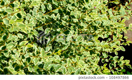 Beautiful leaves of Pripet Beautiful leaves of Pripet 108497866